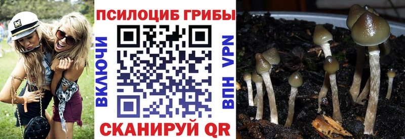 сколько стоит Грязовец Псилоцибиновые грибы Psilocybine cubensis